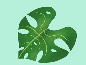 Monstera_Leaf.jpg
